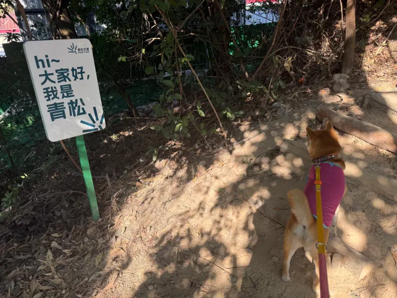 青松步道的地点照片