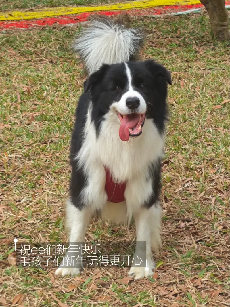 大雁山森林公园入口旁宠物友好公园的地点照片