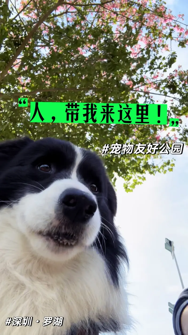 东湖公园的地点照片
