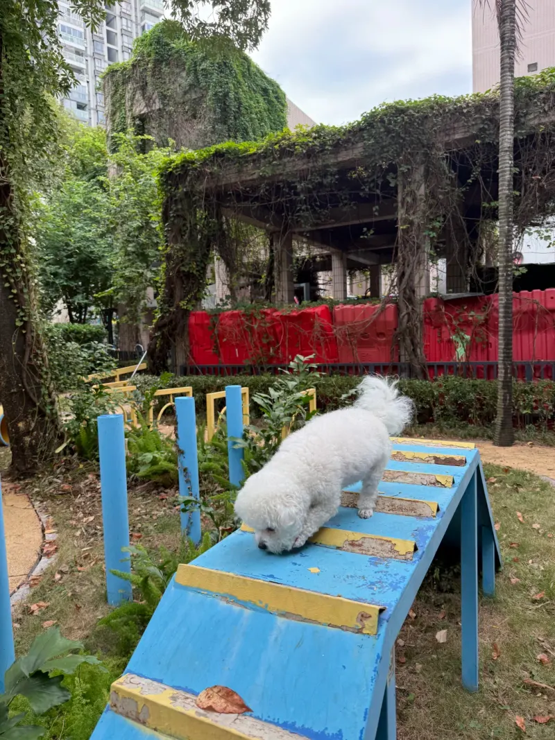 南油社区宠物公园的地点照片