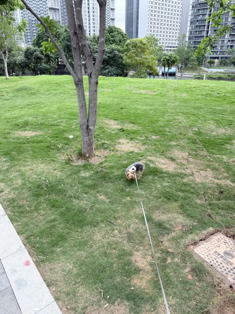 福海河宠物营地的地点照片