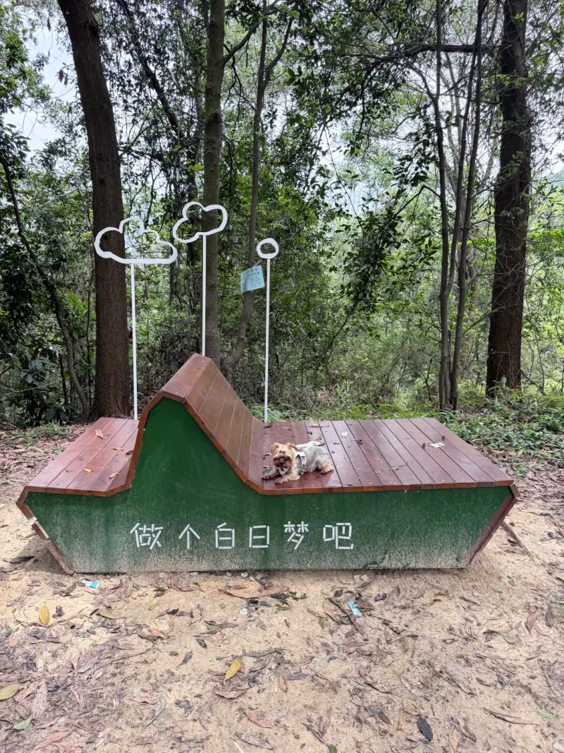 青松步道的地点照片